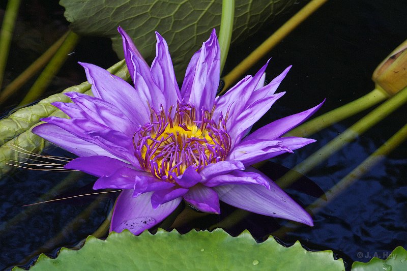  V3D7948 - Version 2